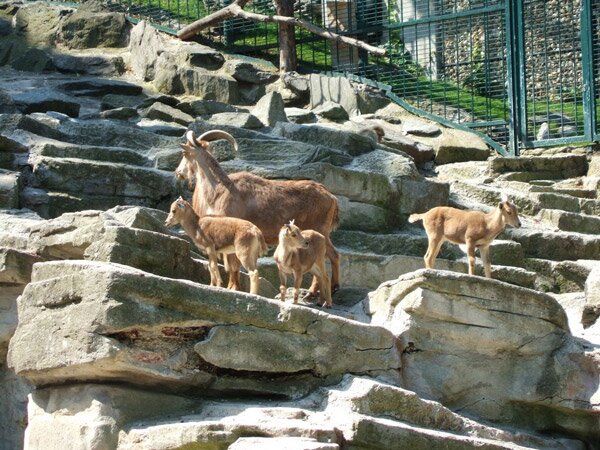 Шьонбрун - най-старата зоологическа градина в света (Schonbrunn Zoo)